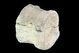 Bargain, Hadrosaur Vertebra - Alberta (Disposition #-) #93222-2